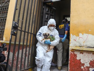 Detienen a dueña de criadero clandestino en Santiago: 15 perros fueron encontrados en malas condiciones