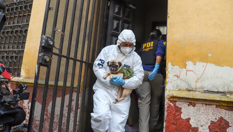 Detienen a dueña de criadero clandestino en Santiago: 15 perros fueron encontrados en malas condiciones