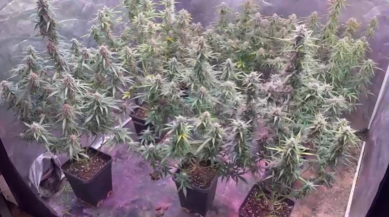 Detienen a hombre por cultivar cannabis en Quinta Normal: aseguró tener permiso, pero era falso