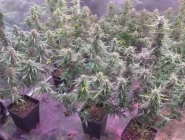 Detienen a hombre por cultivar cannabis en Quinta Normal: aseguró tener permiso, pero era falso