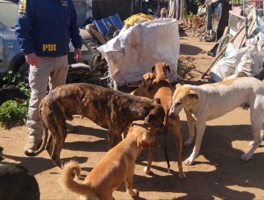 Detienen a un hombre y rescatan a cuatro perros galgos que se encontraban con diversas lesiones y enfermedades en San Antonio