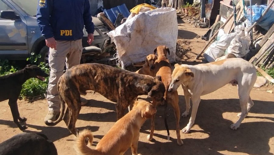 Detienen a un hombre y rescatan a cuatro perros galgos que se encontraban con diversas lesiones y enfermedades en San Antonio