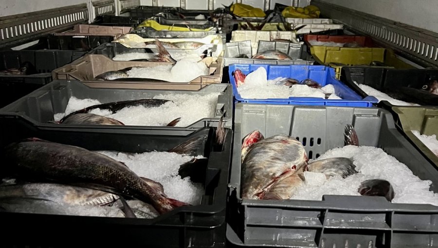Golpe a la pesca ilegal en la región de Valparaíso: incautan más de 14 mil machas y 5 toneladas de cojinova en la ruta 5 Norte
