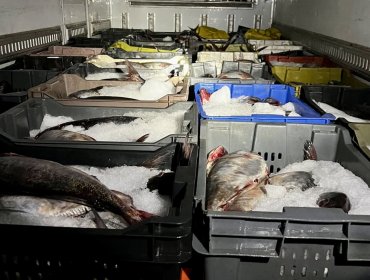 Golpe a la pesca ilegal en la región de Valparaíso: incautan más de 14 mil machas y 5 toneladas de cojinova en la ruta 5 Norte
