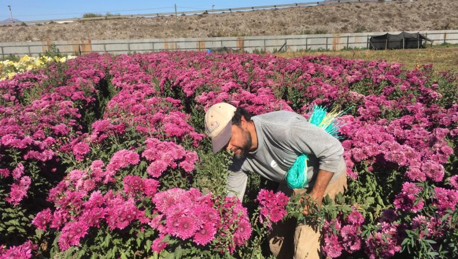 Floricultores de Longotoma recibirán $15 millones para reconstruir invernaderos dañados por los temporales en La Ligua