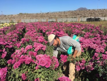 Floricultores de Longotoma recibirán $15 millones para reconstruir invernaderos dañados por los temporales en La Ligua