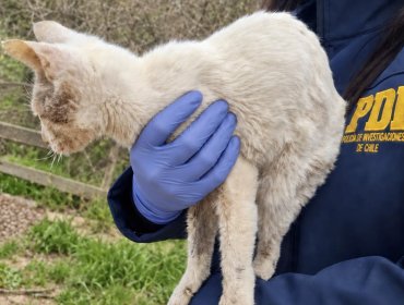 Capturan a pareja acusada de maltrato animal en Quilpué: hallaron tres animales encerrados en pésimas condiciones