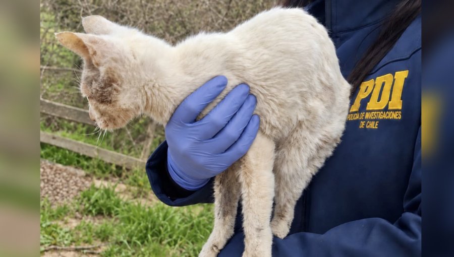 Capturan a pareja acusada de maltrato animal en Quilpué: hallaron tres animales encerrados en pésimas condiciones