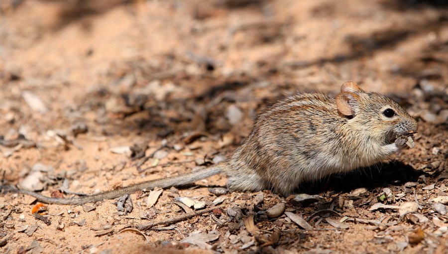 Minsal refuerza llamado a la prevención contra el hantavirus: en lo que va del año se han confirmado 52 casos y 21 fallecidos