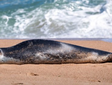 Inesperado visitante sorprendió a vecinos de Viña del Mar: foca leopardo se lució en Playa del Deporte