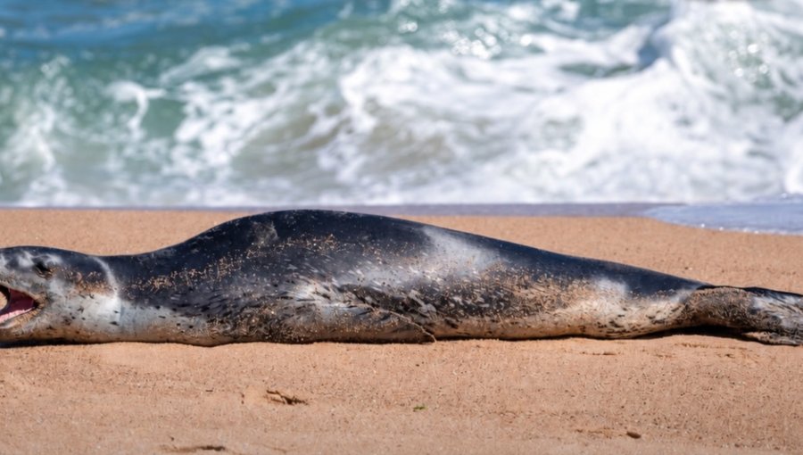 Inesperado visitante sorprendió a vecinos de Viña del Mar: foca leopardo se lució en Playa del Deporte