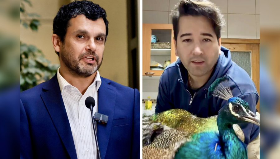 Pavos reales desatan la "guerra" entre Jaime Bassa y Javier Olivares: solicitan intervención del SAG por polémico corte de alas