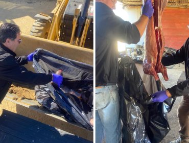 Seremi de Salud decomisa 60 kilos de carne en faena clandestina detectada en Placilla