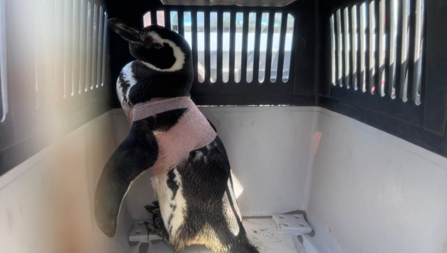 Exitoso traslado de tres pingüinos rescatados desde playas de Concón y El Quisco
