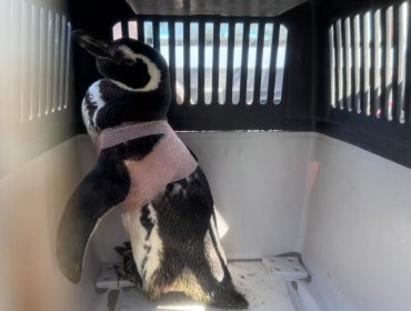 Exitoso traslado de tres pingüinos rescatados desde playas de Concón y El Quisco