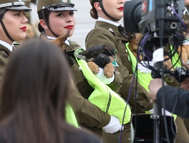 Cachorros de Carabineros debutan y cautivan al público en la Parada Militar 2026