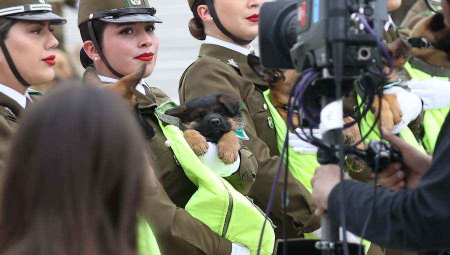 Cachorros de Carabineros debutan y cautivan al público en la Parada Militar 2026