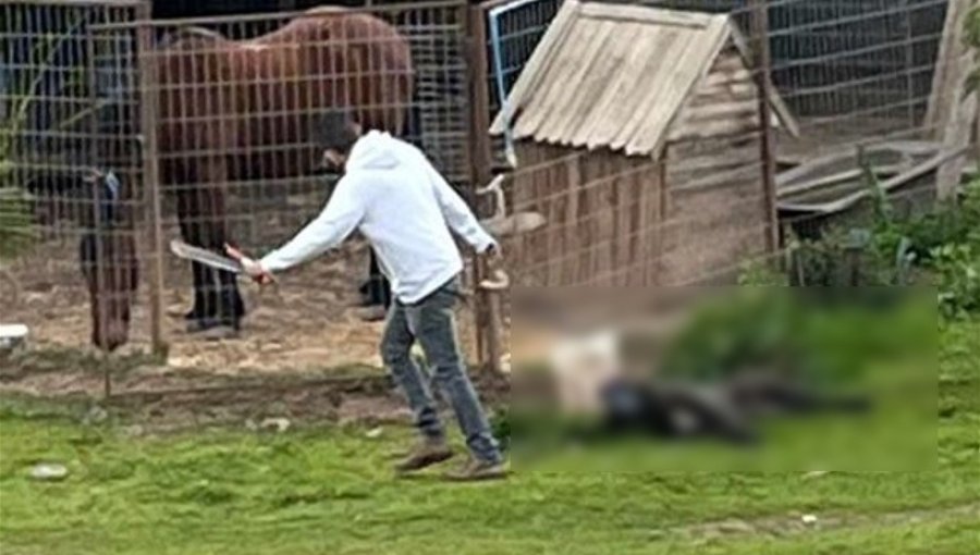Condenan a hombre por maltrato animal habitual en La Ligua: sujeto quedó inhabilitado de tener animales de por vida