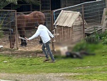 Condenan a hombre por maltrato animal habitual en La Ligua: sujeto quedó inhabilitado de tener animales de por vida