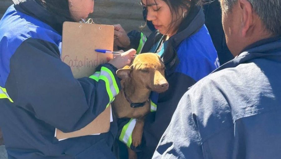 Rescatan a 11 perros que vivían en deplorables condiciones en vivienda de Viña del Mar