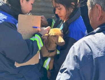 Rescatan a 11 perros que vivían en deplorables condiciones en vivienda de Viña del Mar