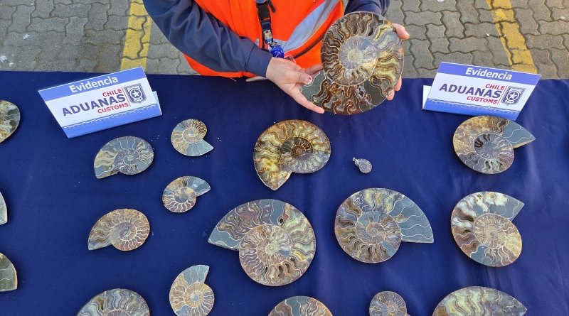 En el puerto de San Antonio detectan contrabando de 222 fósiles de amonites provenientes de Madagascar