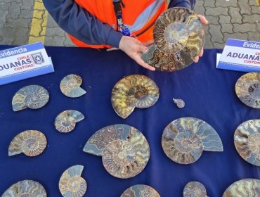En el puerto de San Antonio detectan contrabando de 222 fósiles de amonites provenientes de Madagascar