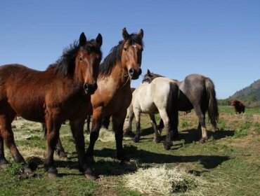 SAG habilita la exportación de caballos y otros équidos desde Chile a India tras concretar acuerdo zoosanitario