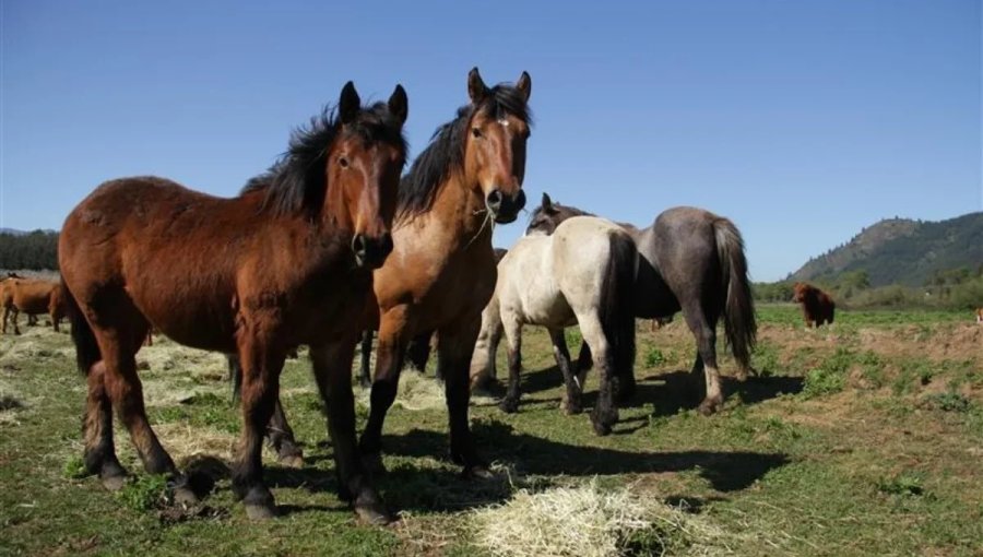 SAG habilita la exportación de caballos y otros équidos desde Chile a India tras concretar acuerdo zoosanitario