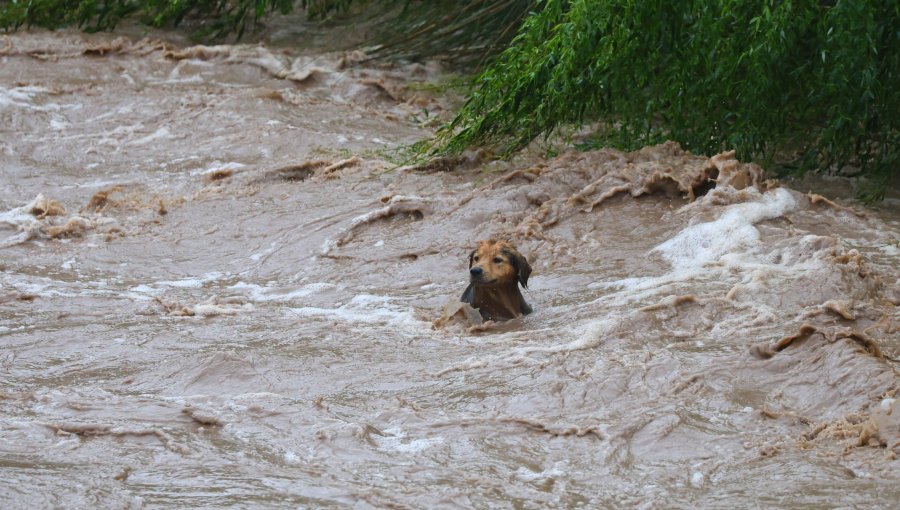 Perrito "Morocho" salió por sus propios medios del río Mapocho tras ser arrastrado por aumento del caudal