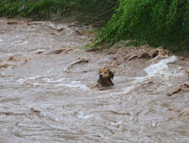 Perrito "Morocho" salió por sus propios medios del río Mapocho tras ser arrastrado por aumento del caudal