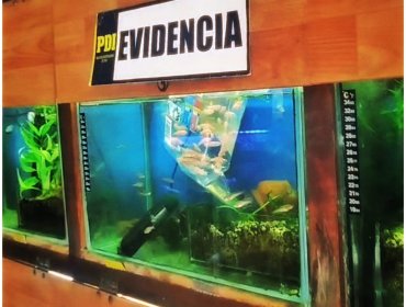 Detienen a dos personas por comercialización de peces genéticamente modificados en Valparaíso