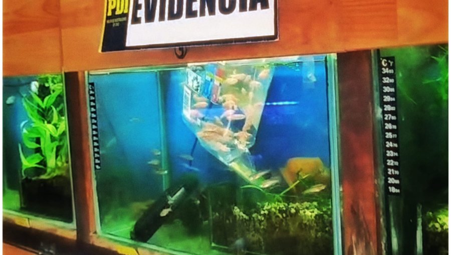 Detienen a dos personas por comercialización de peces genéticamente modificados en Valparaíso