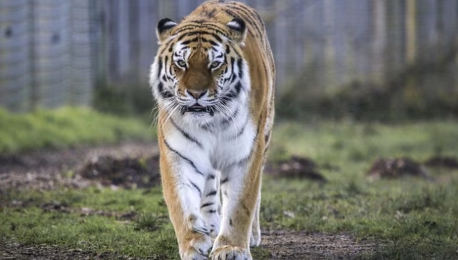 Hombre muere tras ser atacado por un tigre en zoológico de Inglaterra