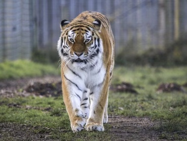 Hombre muere tras ser atacado por un tigre en zoológico de Inglaterra