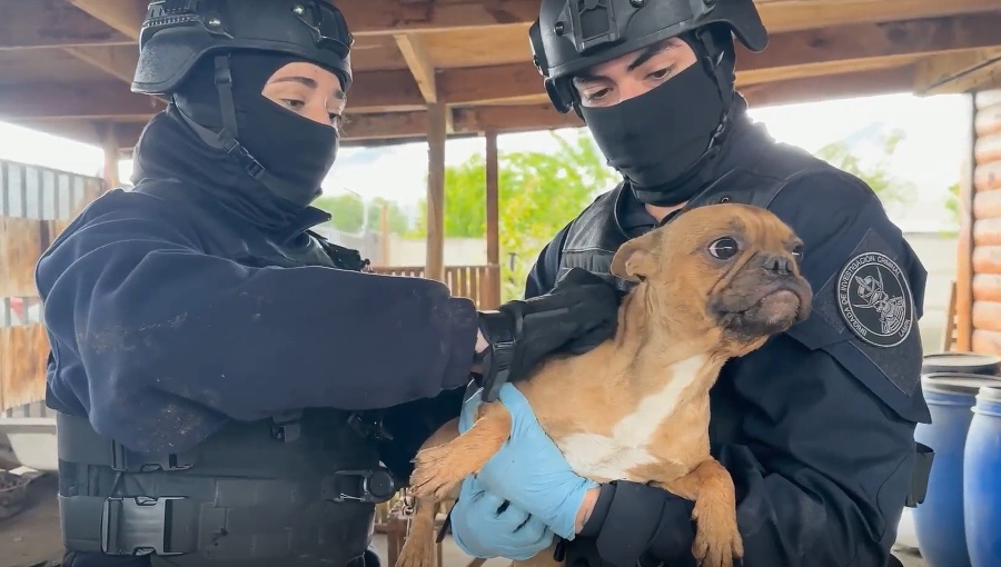 PDI rescata a cuatro perros abandonados durante más de dos meses en Lampa