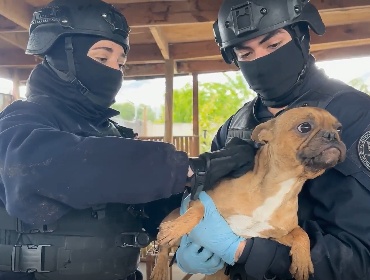 PDI rescata a cuatro perros abandonados durante más de dos meses en Lampa