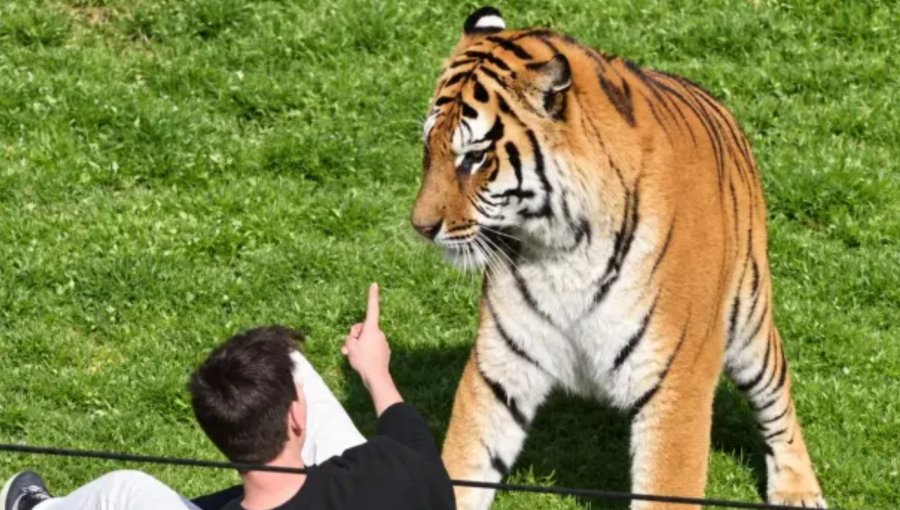 Identifican al joven que murió tras ser atacado por un tigre en un parque de vida silvestre de Inglaterra