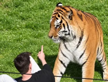 Identifican al joven que murió tras ser atacado por un tigre en un parque de vida silvestre de Inglaterra
