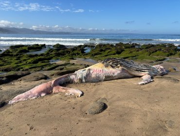 Encuentran ballena jorobada de hasta 9 metros varada en Cachagua: llevaría semanas muerta