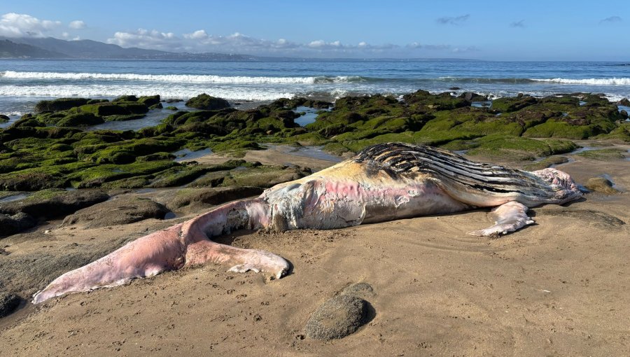 Encuentran ballena jorobada de hasta 9 metros varada en Cachagua: llevaría semanas muerta