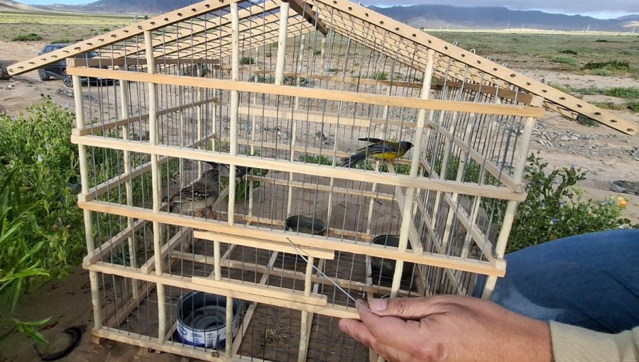 SAG libera a siete aves protegidas tras ser rescatadas de la captura ilegal en el desierto florido