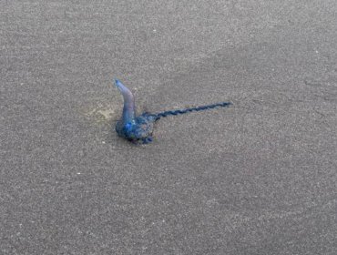 Prohíben el baño en playa de Cachagua tras detectar presencia de fragata portuguesa