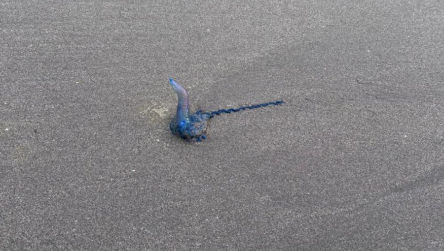 Prohíben el baño en playa de Cachagua tras detectar presencia de fragata portuguesa