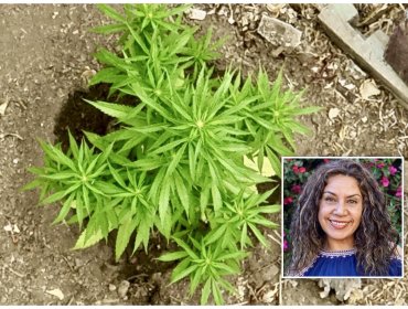 Contraloría cuestiona actuación de alcaldesa de La Cruz por hallazgo de marihuana y deriva antecedentes al Concejo Municipal