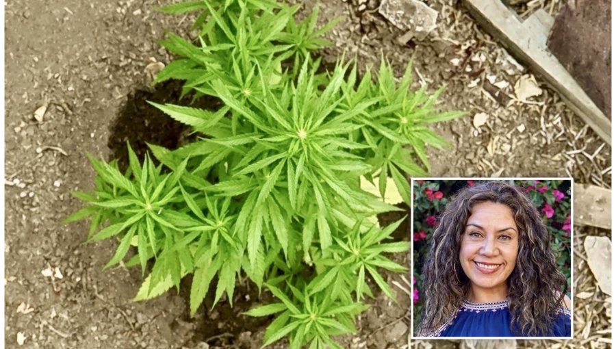 Contraloría cuestiona actuación de alcaldesa de La Cruz por hallazgo de marihuana y deriva antecedentes al Concejo Municipal