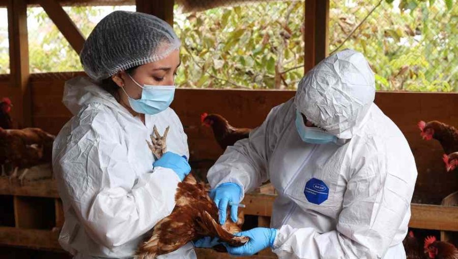 SAG eleva nivel de alerta frente a la influenza aviar altamente patógena ante fenómeno de El Niño y caso detectado en Perú