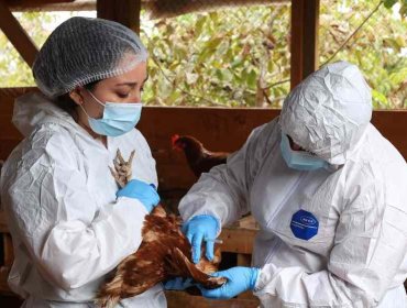 SAG eleva nivel de alerta frente a la influenza aviar altamente patógena ante fenómeno de El Niño y caso detectado en Perú