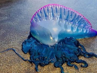Prohíben el baño en dos playas por presencia de Fragata Portuguesa en la Región de Valparaíso