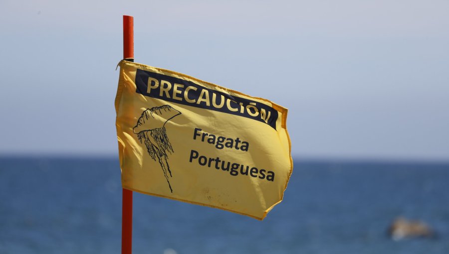 Avistamiento de fragata portuguesa en Algarrobo obliga a cerrar playa El Yachting